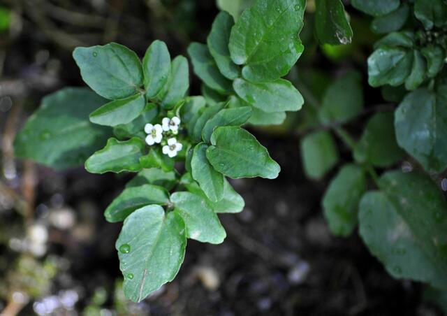 echte Brunnenkresse. (Nasturtium officinale) | Foto: Daniela Somers