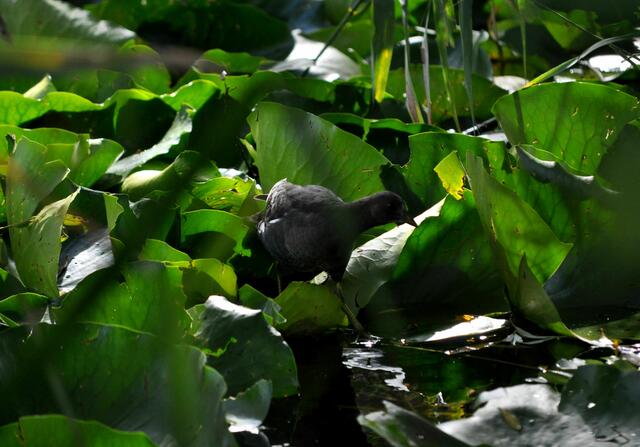 Blesshuhn oder Teichhuhn. War für mich nicht zu erkennen. | Foto: Daniela Somers