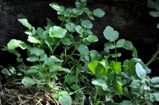 echte Brunnenkresse. (Nasturtium officinale) | Foto: Daniela Somers