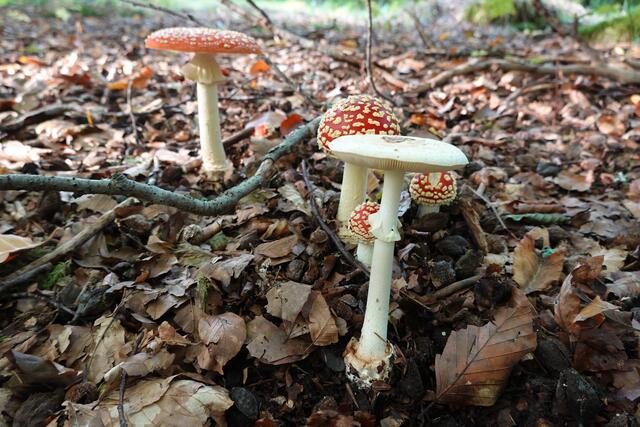 Und hier sind sie: die tödlichen zwei: Der weiße Knollenblätterpilz im Vordergrund und seine roten Freunde, die Fliegenpilze.