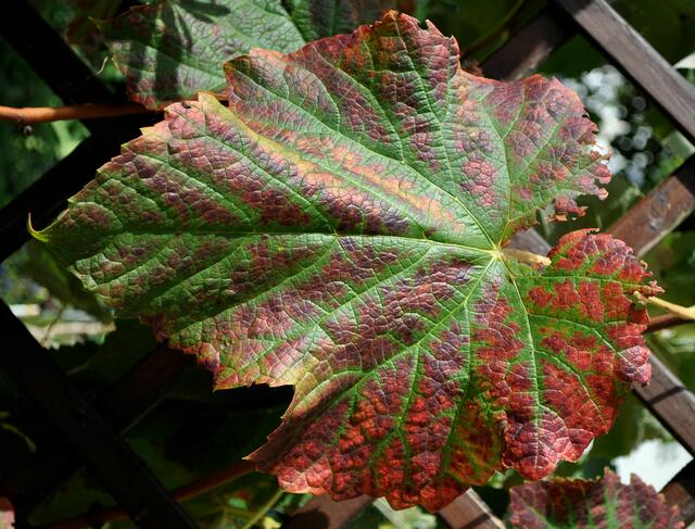 Foto: Daniela Somers