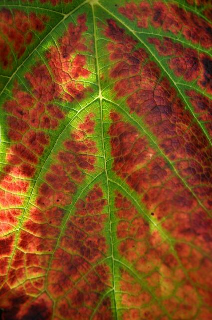 Foto: Daniela Somers