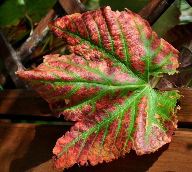 Foto: Daniela Somers