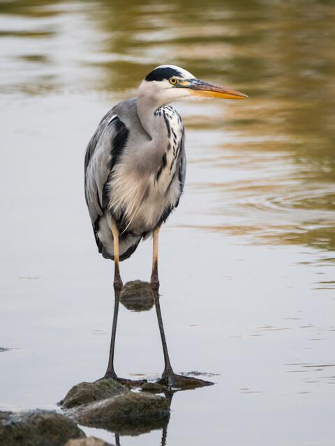 Graureiher .... was guckscht du?
