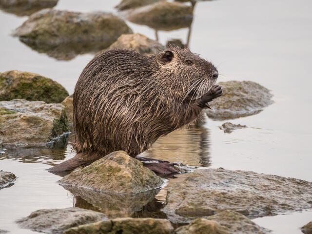 Nutria ....und was guckscht du?