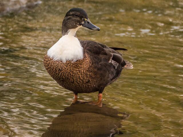 Ist da eine Laufente eingekreuzt?