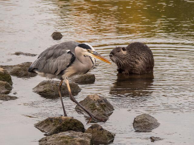 Wir ignorieren uns mal irgendwie ....