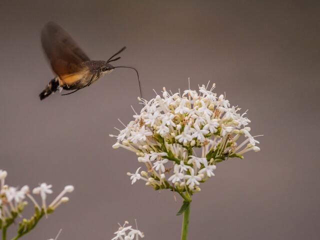 Taubenschwänzle noch zu späterer Stunde (18.45) unterwegs