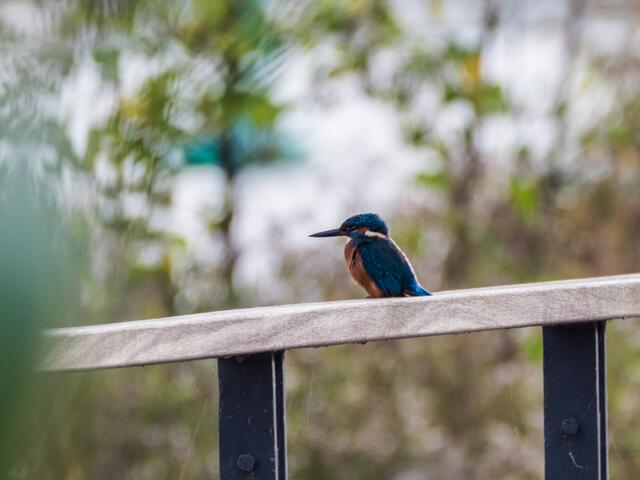 Eisvogel (leider sehr weit weg), die Anderen waren fliegend unterwegs