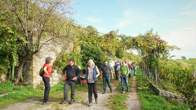 In den Felsgärten unter der Traubenpergola hindurch auf dem Weg nach Mühlhausen.