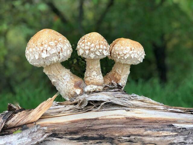 Und überall sprießen die Pilze!
