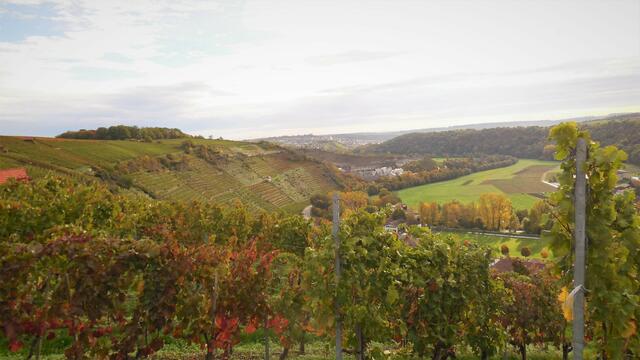 Blick von den Weinbergen zurück zum Steinbruch - im Hintergrund ist Vaihingen zu erkennen.