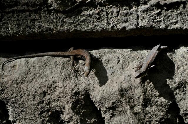 Überall an den warmen Mauern sonnen sich die Eidechsen. | Foto: Daniela Somers