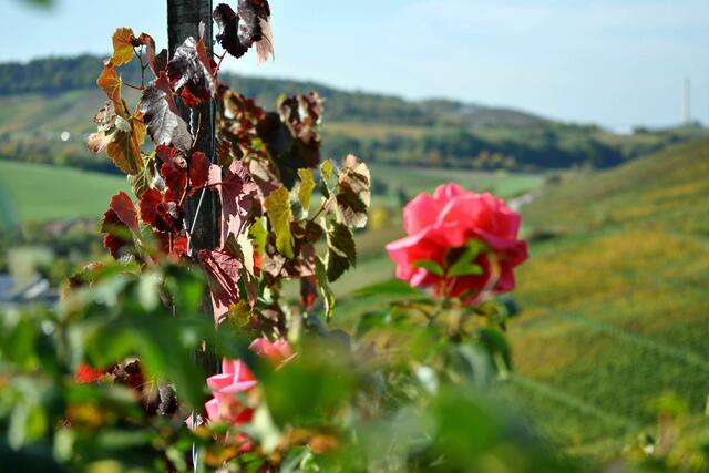 Herbstweinlaub und Rosen | Foto: Daniela Somers