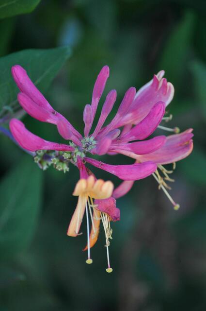 Geißblatt (Lonicera heckrottii | Foto: Daniela Somers