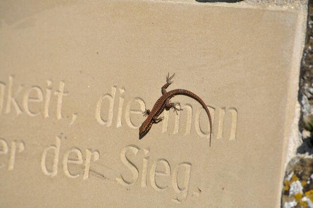 Da interessiert sich auch ne kleine Eidechse für. | Foto: Daniela Somers