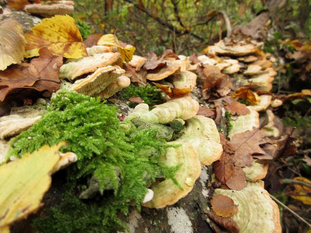 Eine abwechslungsreiche Strecke, Wald, Feld und Weinberge. Katzentalbach und Altneckar und vieles mehr ist geboten. Hier ein Abschnitt durch den Wald