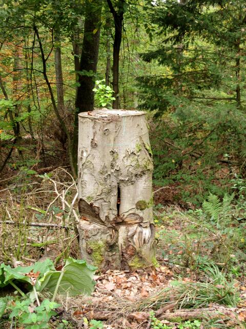 Da steht eine Hose im Wald