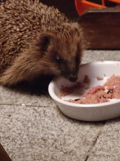 So süß. | Foto: Daniela Somers