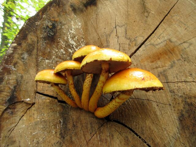 Und immer wieder Hexenringe und andere Pilze