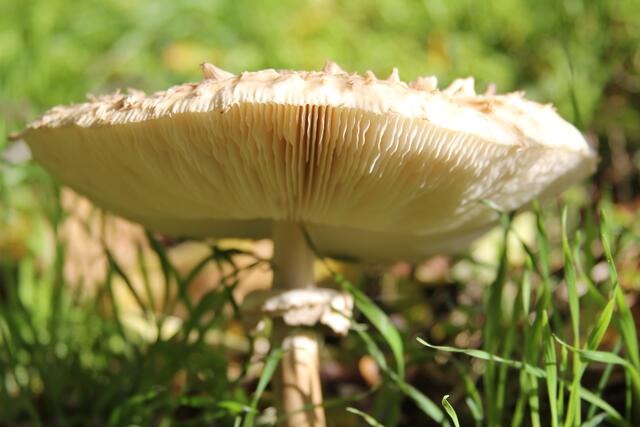 schönes am Wegesrand