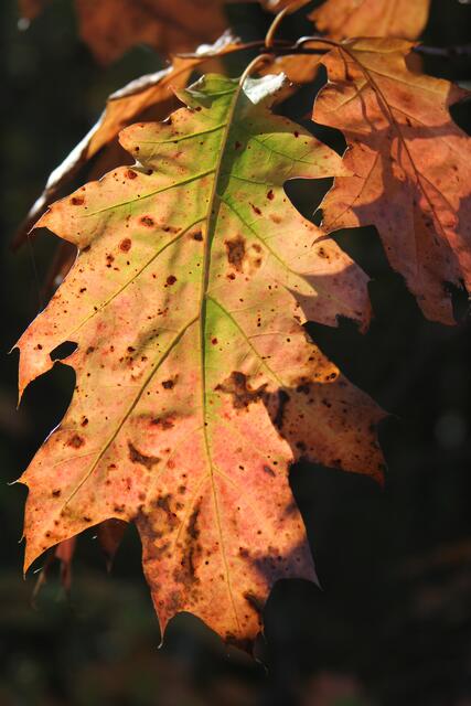 schönes am Wegesrand