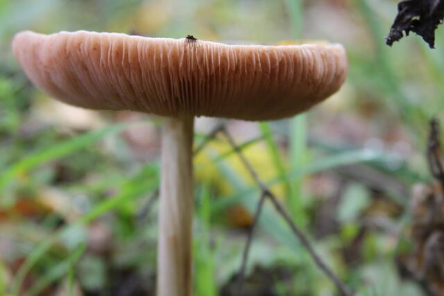 schönes am Wegesrand