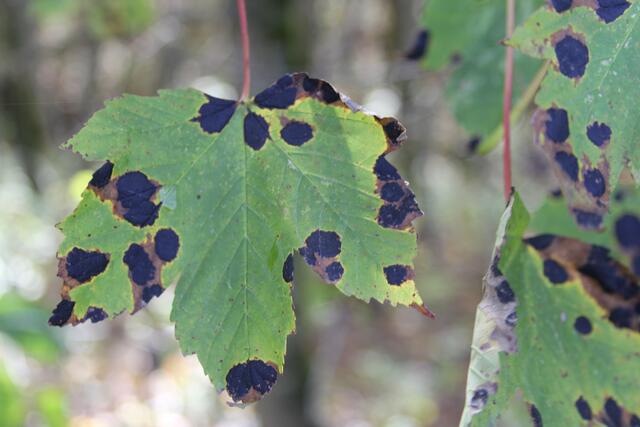 sind die Flecken normal?