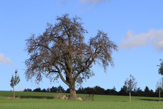 toller Baum