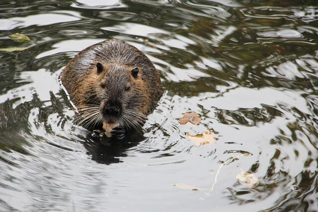Nutria