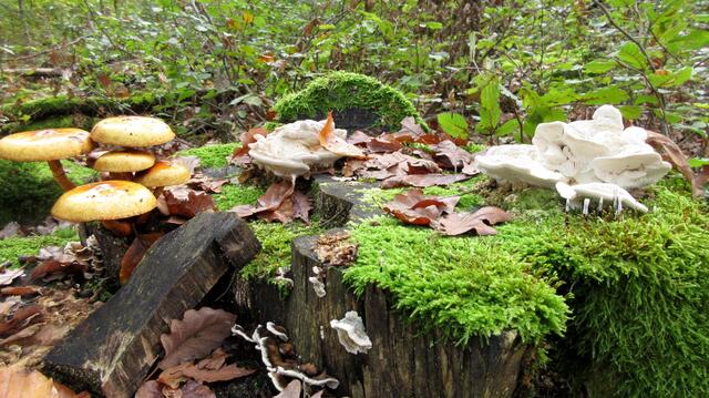 Herbst 2022, Pilze über Pilze