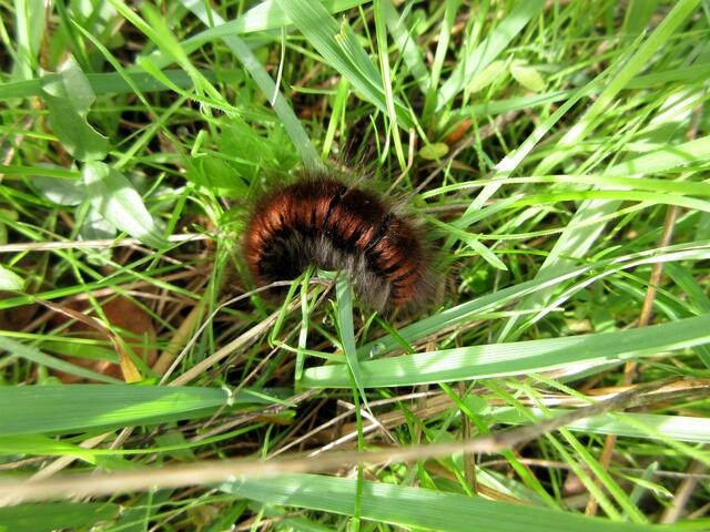 Raupe des Brombeerspinner