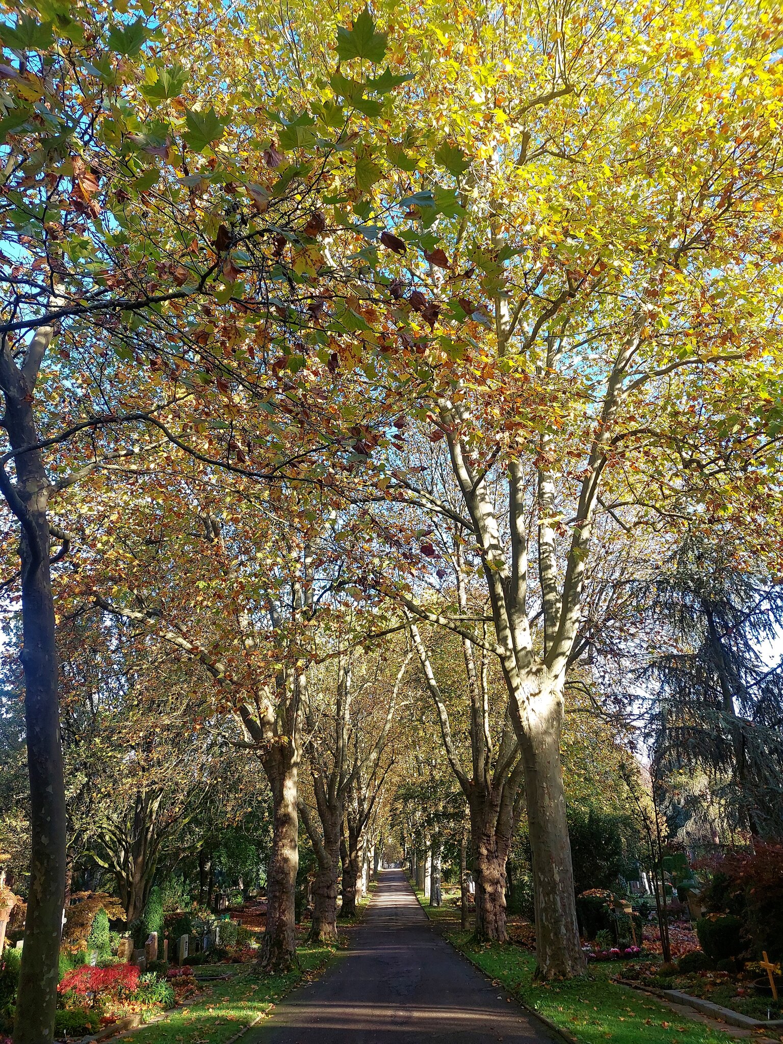 Herbst im Hauptfriedhof Heilbronn