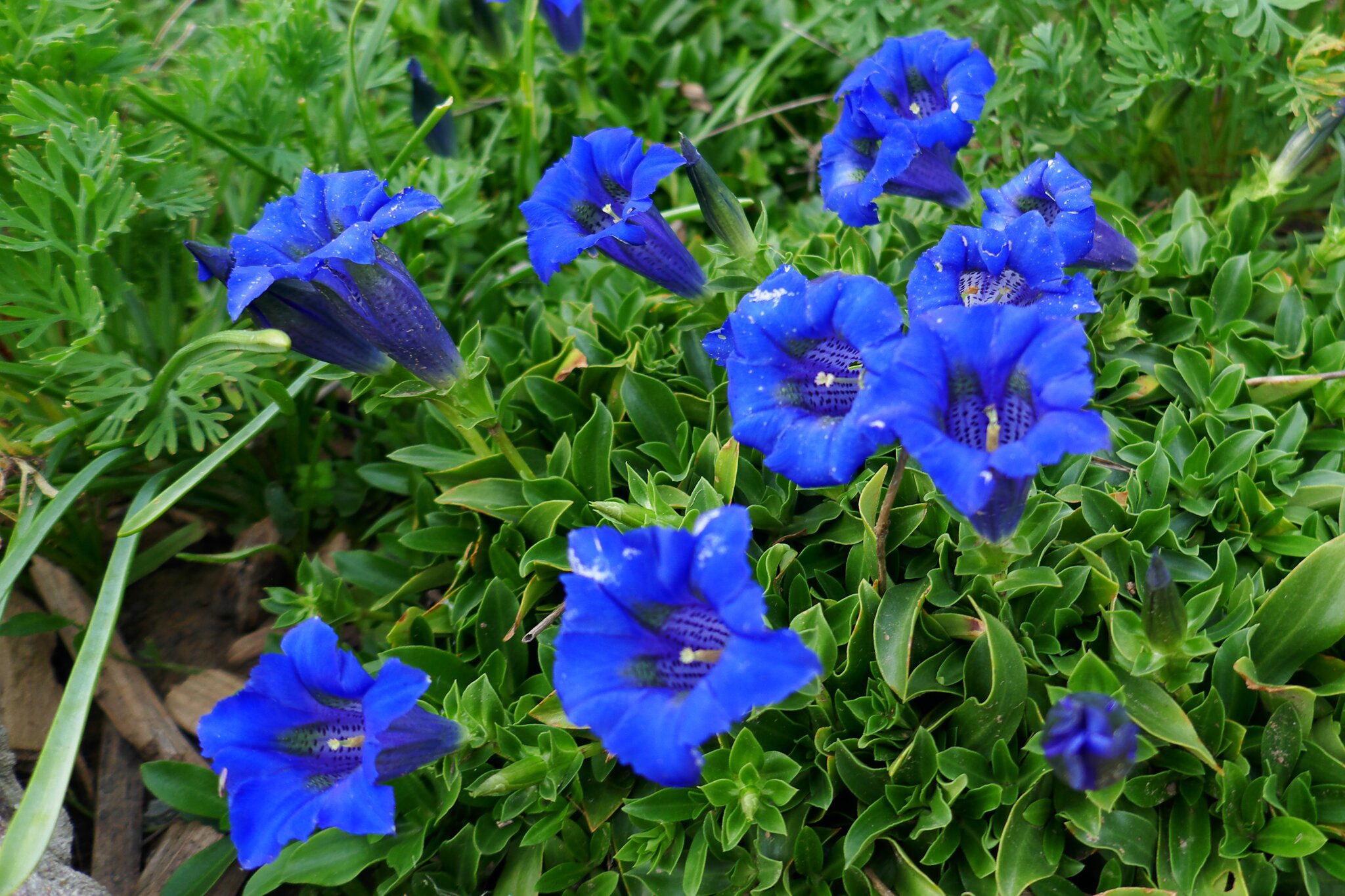 Blauer Enzian und Kapuzinerkresse in voller Blüte Im Garten der blaue