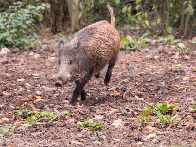 Bissle älteres Jungschwein