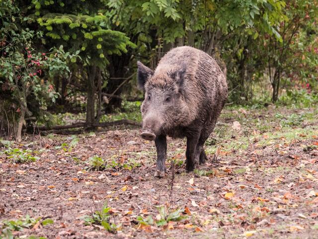 Mama Schwein bzw. die Bache