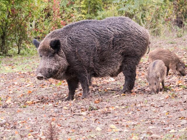 Papa Schwein bzw. der Keiler 
