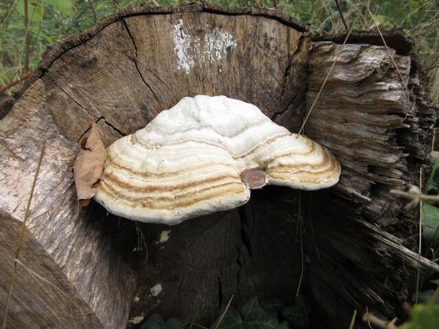 Dieser Pilz hat sich eine hübsche Nische ausgesucht, geborgen schmiegt er sich an den alten Baumstamm