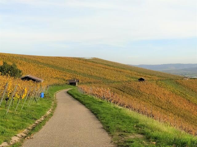 Weinberge soweit das Auge reicht.  | Foto: sigischlottke