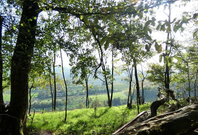 Durchblick - bald geben die Bäume den Blick ins Weinsberger Tal frei | Foto: sigischlottke