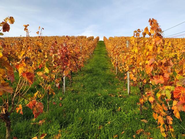 Die Weinberge sind im Herbst am schönsten - herrlich bunt gefärbt.  | Foto: sigischlottke