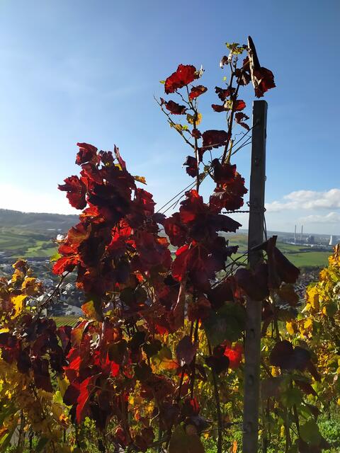 Die Sonne lässt das rote Weinlaub leuchten.  | Foto: sigischlottke