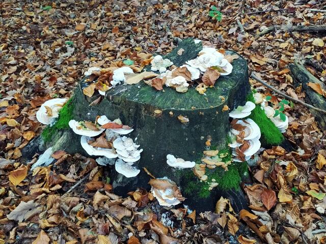 Noch ein wunderschönes Baumpilz-Arrangement.  | Foto: sigischlottke