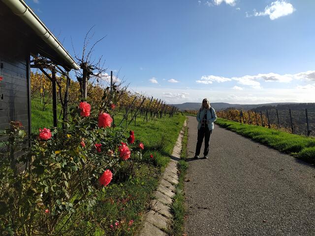 Die Rosen stehen geschützt in voller Blüte und wir genießen all die Herrlich- und Köstlichkeiten auf diesem Weg.  | Foto: sigischlottke