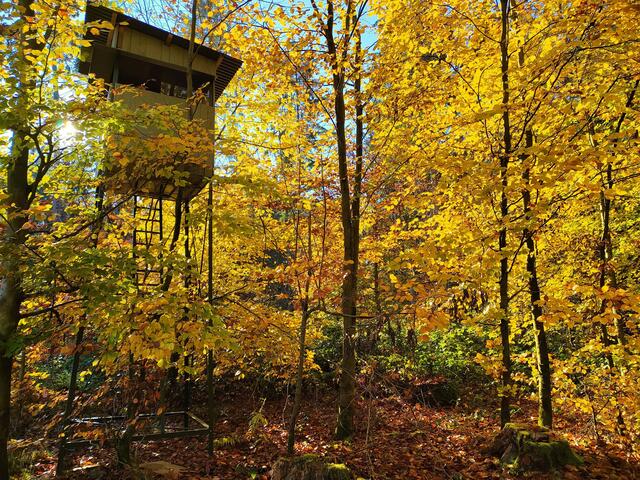 Mitten im schönsten Laubwald ein Hochsitz