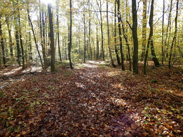 Wunderbar weiche Blätterteppiche polstern unseren Wanderweg