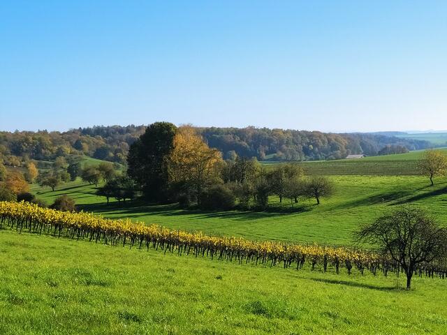 Harmonie der 3 W's….. Wald, Wiesen und Wein
