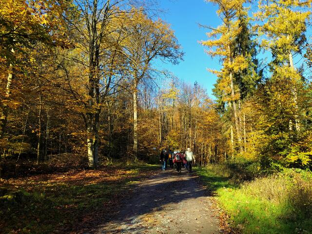 Im lichten Schatten genießen wir den Wald