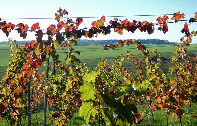 Und immer wieder bietet der Weinberg tolle Motive