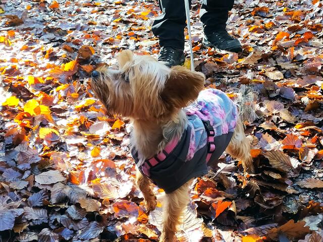 Lilly ist schon ganz aufmerksam - ob es wohl auch für sie was zum Fressen gibt?